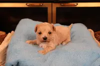 Diesel, a male Maltipoo and Poodle - Toy  for sale in Fountain Inn, SC – Photo 5 of 10