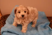 Bailey, a female Maltipoo for sale in Fountain Inn, SC – 5 of 10