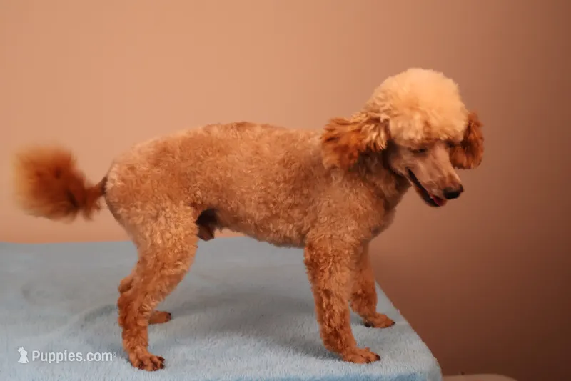 Bentley – Poodle - Toy  puppy for sale in Fountain Inn, SC