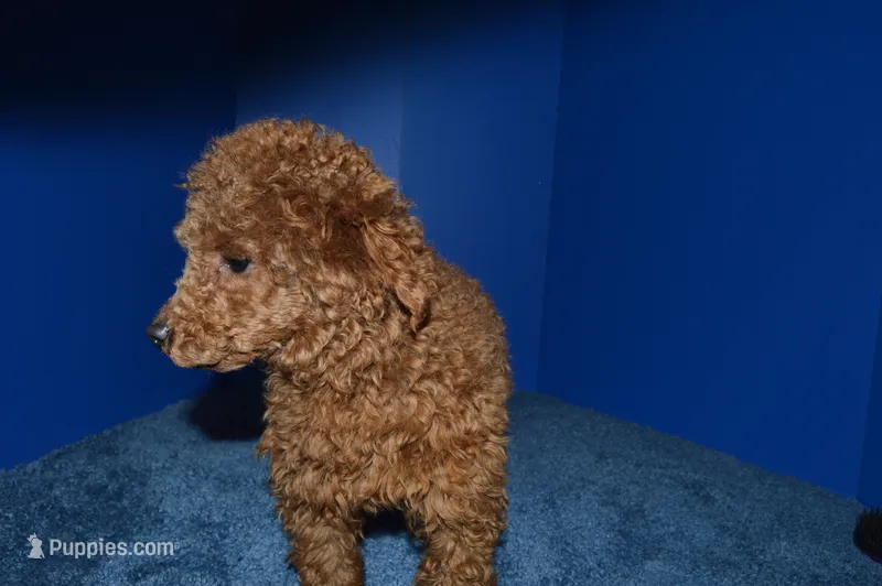 Bear – Poodle - Toy  puppy for sale in Fountain Inn, SC