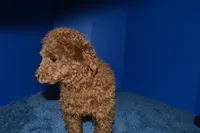 Bear, a male Poodle - Toy  for sale in Fountain Inn, SC – 1 of 8