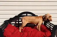 Annie, a female Poodle - Toy  and Miniature Goldendoodle for sale in Fountain Inn, SC – 6 of 7