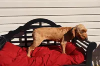 Annie, a female Poodle - Toy  and Miniature Goldendoodle for sale in Fountain Inn, SC – 2 of 7