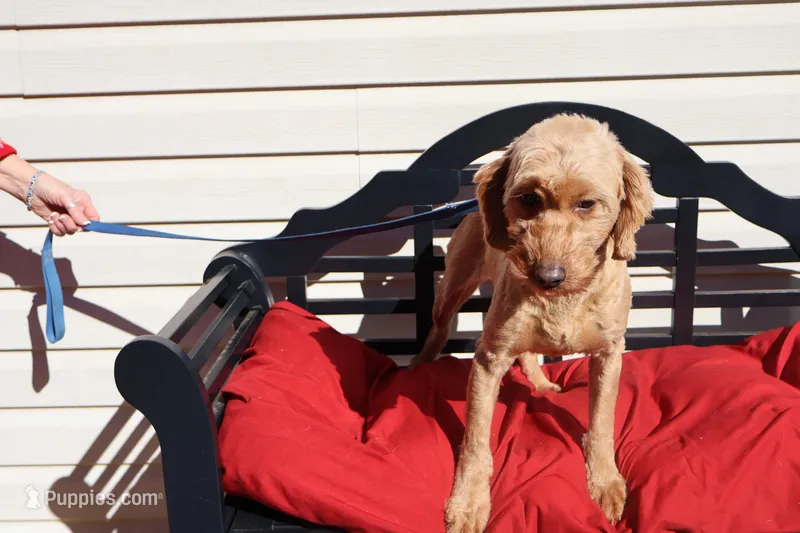 Annie – Poodle - Toy , Miniature Goldendoodle puppy for sale in Fountain Inn, SC