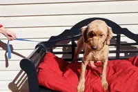 Annie, a female Poodle - Toy  and Miniature Goldendoodle for sale in Fountain Inn, SC – 1 of 7