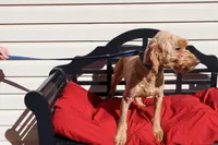 Annie, a female Poodle - Toy  and Miniature Goldendoodle for sale in Fountain Inn, SC – 7 of 7