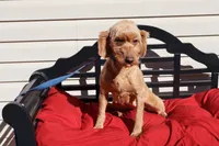 Annie, a female Poodle - Toy  and Miniature Goldendoodle for sale in Fountain Inn, SC – 4 of 7