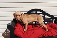 Annie, a female Poodle - Toy  and Miniature Goldendoodle for sale in Fountain Inn, SC – 5 of 7