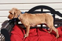 Annie, a female Poodle - Toy  and Miniature Goldendoodle for sale in Fountain Inn, SC – 3 of 7