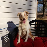 Dolly, a female Australian Shepherd for sale in Fountain Inn, SC – Photo 1 of 10