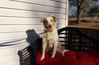 Dolly, a female Australian Shepherd for sale in Fountain Inn, SC – Photo 1 of 10