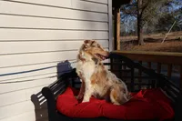 Dolly, a female Australian Shepherd for sale in Fountain Inn, SC – Photo 7 of 10