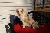 Dolly, a female Australian Shepherd for sale in Fountain Inn, SC – Photo 6 of 10