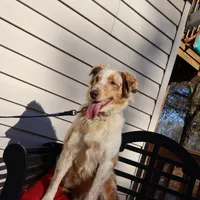 Dolly, a female Australian Shepherd for sale in Fountain Inn, SC – Photo 8 of 10