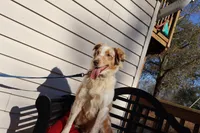 Dolly, a female Australian Shepherd for sale in Fountain Inn, SC – Photo 8 of 10