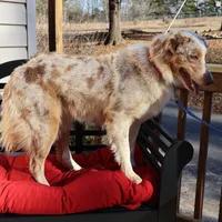 Dolly, a female Australian Shepherd for sale in Fountain Inn, SC – Photo 4 of 10