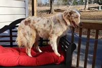 Dolly, a female Australian Shepherd for sale in Fountain Inn, SC – Photo 4 of 10