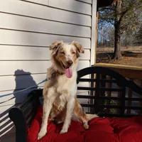 Dolly, a female Australian Shepherd for sale in Fountain Inn, SC – Photo 10 of 10