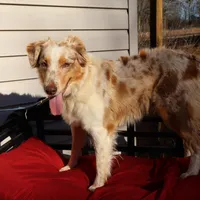 Dolly, a female Australian Shepherd for sale in Fountain Inn, SC – Photo 3 of 10