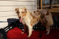 Dolly, a female Australian Shepherd for sale in Fountain Inn, SC – Photo 3 of 10