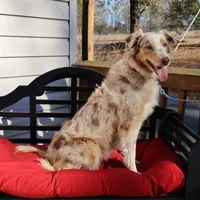Dolly, a female Australian Shepherd for sale in Fountain Inn, SC – Photo 9 of 10
