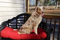 Dolly, a female Australian Shepherd for sale in Fountain Inn, SC – Photo 9 of 10