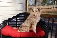 Dolly, a female Australian Shepherd for sale in Fountain Inn, SC – Photo 2 of 10