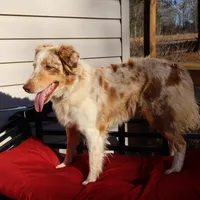 Dolly, a female Australian Shepherd for sale in Fountain Inn, SC – Photo 5 of 10