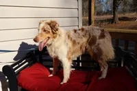 Dolly, a female Australian Shepherd for sale in Fountain Inn, SC – Photo 5 of 10