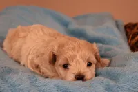 Bailey, a female Maltipoo for sale in Fountain Inn, SC – 8 of 10