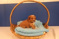 Elijah, a male Miniature Goldendoodle for sale in Fountain Inn, SC – Photo 10 of 10