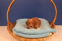 Elijah, a male Miniature Goldendoodle for sale in Fountain Inn, SC – Photo 8 of 10