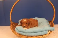 Elijah, a male Miniature Goldendoodle for sale in Fountain Inn, SC – Photo 6 of 10