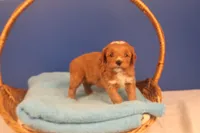 Elijah, a male Miniature Goldendoodle for sale in Fountain Inn, SC – Photo 9 of 10