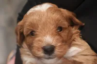 Elijah, a male Miniature Goldendoodle for sale in Fountain Inn, SC – Photo 5 of 10