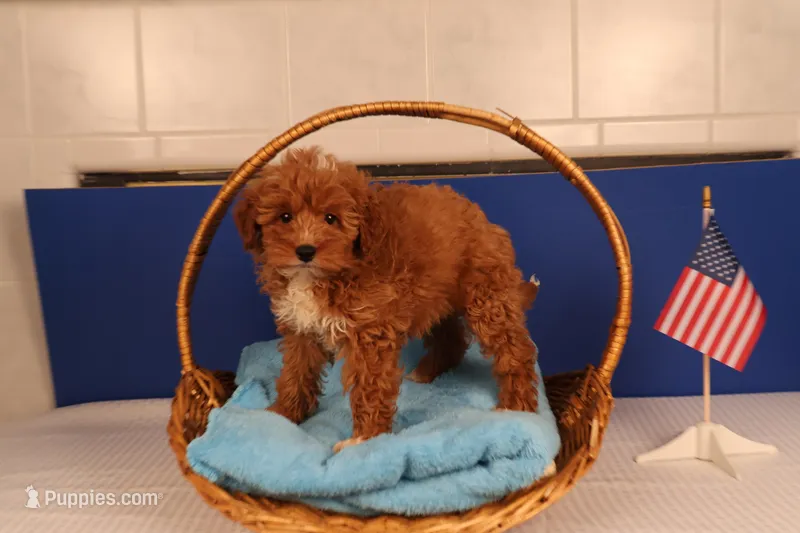 Elijah – Miniature Goldendoodle puppy for sale in Fountain Inn, SC