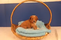 Elijah, a male Miniature Goldendoodle for sale in Fountain Inn, SC – Photo 7 of 10