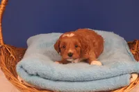 Elijah, a male Miniature Goldendoodle for sale in Fountain Inn, SC – Photo 1 of 10