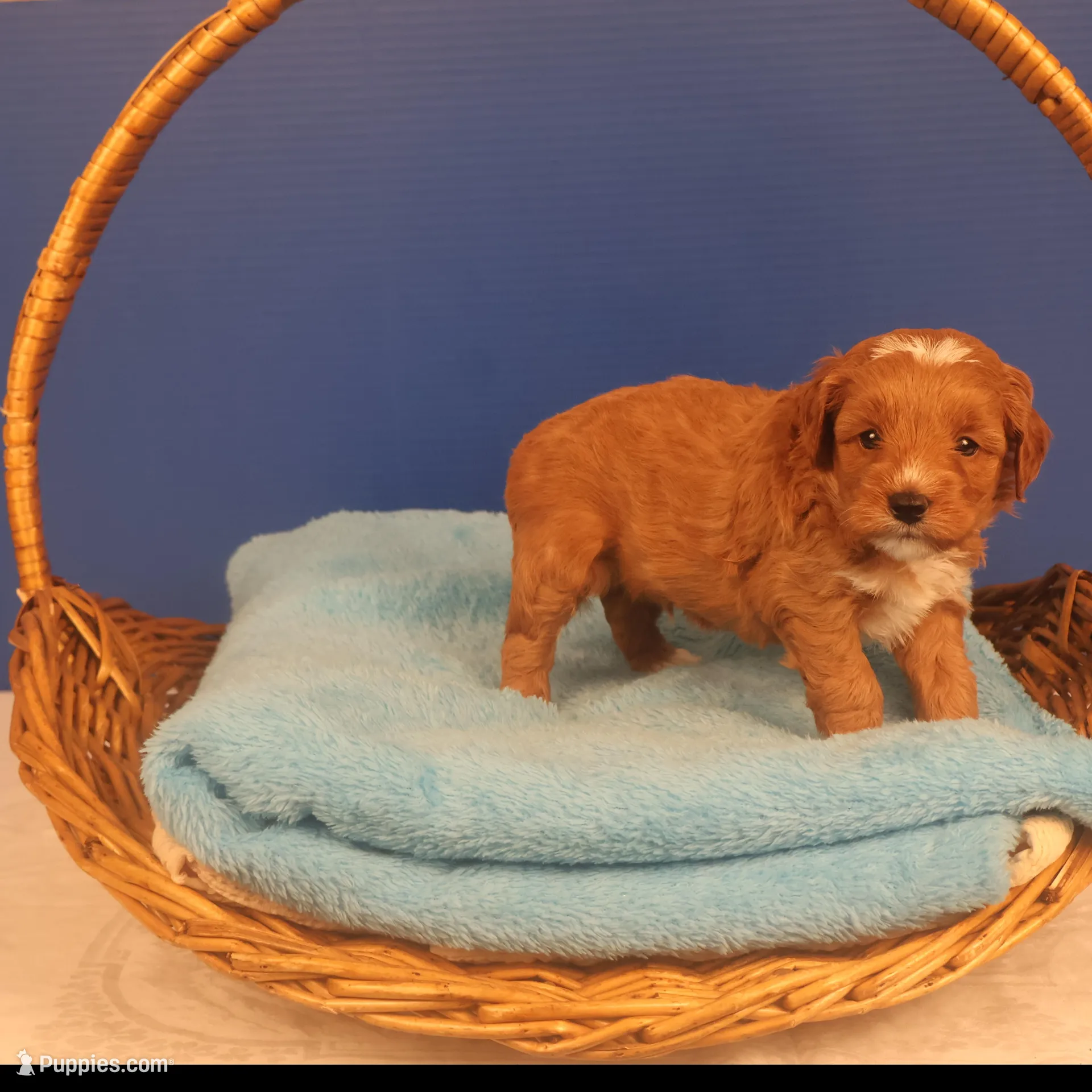 Elijah, a male Miniature Goldendoodle for sale in Fountain Inn, SC – Photo 3 of 10