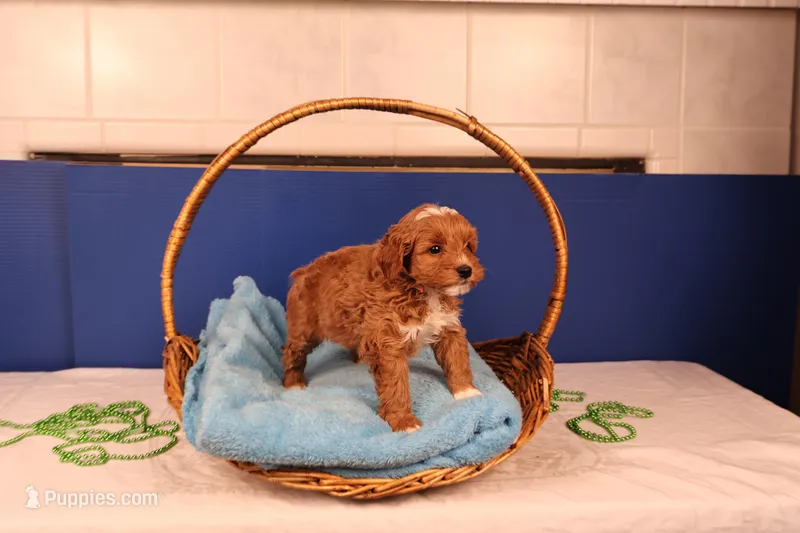 Elijah – Miniature Goldendoodle puppy for sale in Fountain Inn, SC