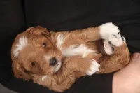 Elijah, a male Miniature Goldendoodle for sale in Fountain Inn, SC – Photo 2 of 10