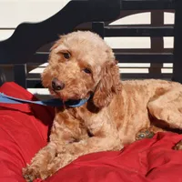 Lucy, a female Miniature Goldendoodle for sale in Fountain Inn, SC – Photo 6 of 8