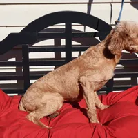 Lucy, a female Miniature Goldendoodle for sale in Fountain Inn, SC – Photo 4 of 8