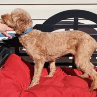 Lucy, a female Miniature Goldendoodle for sale in Fountain Inn, SC – Photo 5 of 8