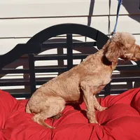 Lucy, a female Miniature Goldendoodle for sale in Fountain Inn, SC – Photo 7 of 8