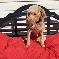 Lucy, a female Miniature Goldendoodle for sale in Fountain Inn, SC – Photo 1 of 8