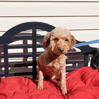 Lucy, a female Miniature Goldendoodle for sale in Fountain Inn, SC – Photo 2 of 8