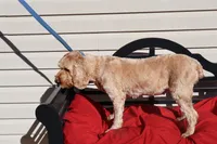 Bailey, a female Poodle - Toy  and Miniature Goldendoodle for sale in Fountain Inn, SC – 2 of 6