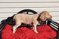 Bailey, a female Poodle - Toy  and Miniature Goldendoodle for sale in Fountain Inn, SC – 3 of 6