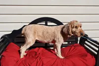 Bailey, a female Poodle - Toy  and Miniature Goldendoodle for sale in Fountain Inn, SC – 5 of 6